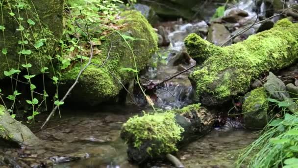 Brook στο δάσος με κρύο νερό — Αρχείο Βίντεο