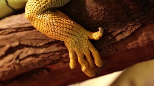 Front leg of green iguana — Stock Video