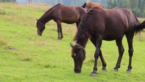 Beaux chevaux dans la prairie 