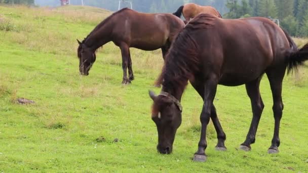 Beautiful horses in meadow — Stock Video