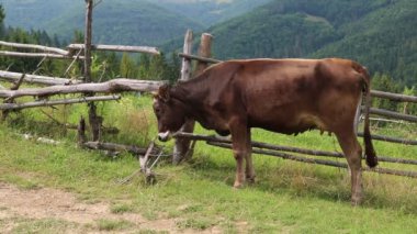 mera üzerinde kahverengi inek