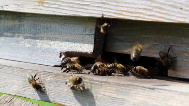 Arı arı kovanı yakınındaki sürüsü
