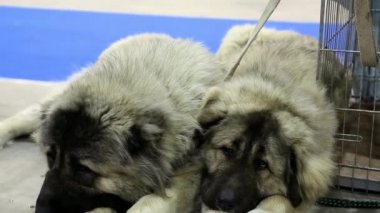 Kafkas çoban köpekleri