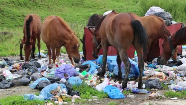 Caballos comiendo basura doméstica — Vídeos de Stock