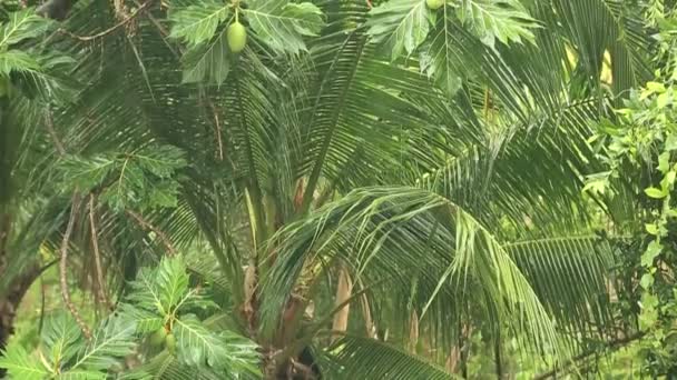 Zware regenval in bos tropische stortbui — Stockvideo