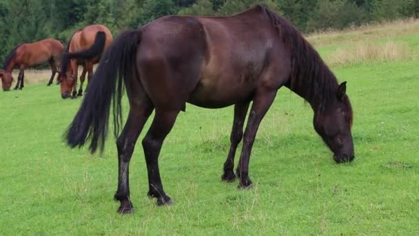 Красиві коні на лузі — стокове відео