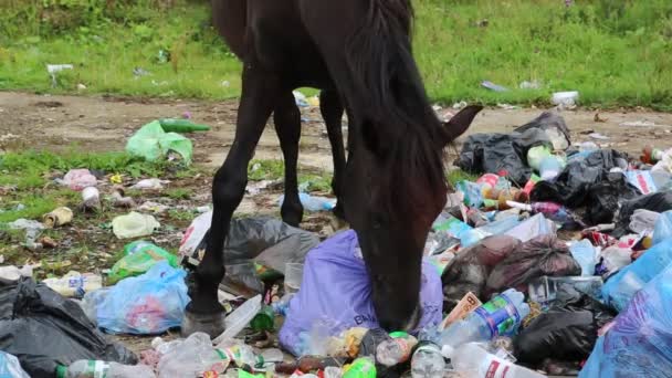 Черная лошадь на свалке — стоковое видео
