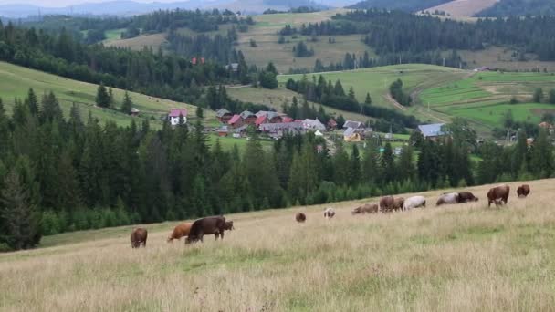 Vacas en pastizales en Carpatians — Vídeo de stock