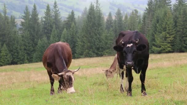 Krávy na pastvinách v horách — Stock video