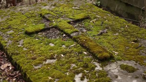 Vieille tombe couverte de mousse verte — Video