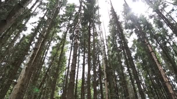 Sonnenstrahlen durchdringen Bäume — Stockvideo