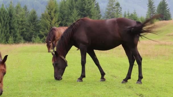 Hermosos caballos en el pasto — Vídeo de stock