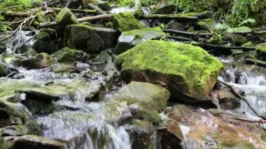 Ormandaki güzel küçük brook