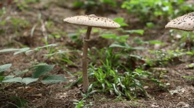 ormanda büyük mantar