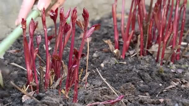 Woman digs up soil — Stock Video