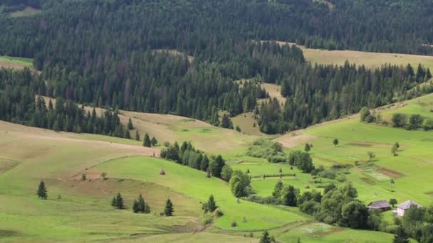 Belas colinas verdes e floresta de coníferas — Vídeo de Stock