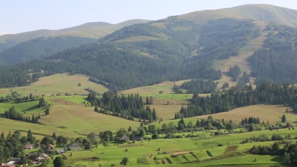 Belle colline verdi e bosco di conifere — Video Stock