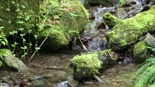 Beautiful small brook and stones — Stock Video