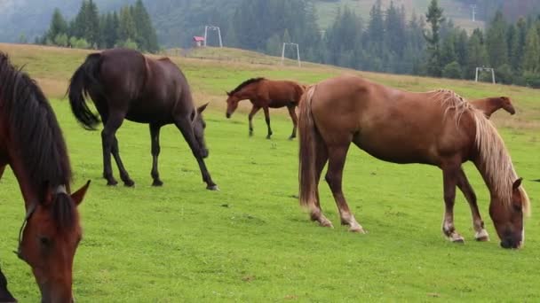 Prachtige paarden op de weide — Stockvideo