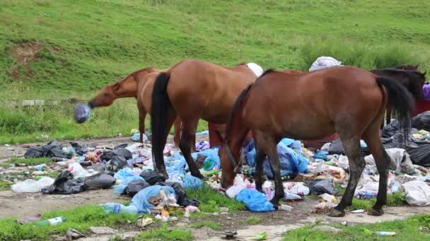 Caballos comiendo basura doméstica — Vídeos de Stock