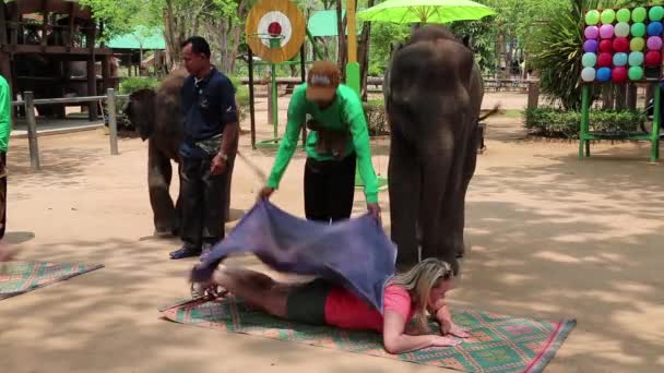 La gente en la demostración de elefantes — Vídeo de stock