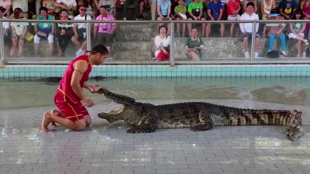 People at extreme crocodile show in Pattaya — Stock Video