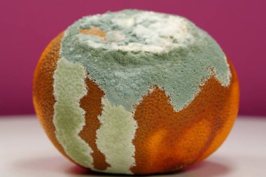 Olgunlaşmamış ve çürük mandalina. Küfle kaplanmış çürük mandalina. Küf ve mantarla kaplı. Meyveyi bozma süreci. Çürüyen turunçgil meyvesi, yakın plan pembe arka plan.