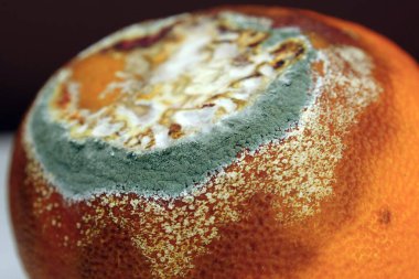 Overripe and rotten mandarin. Process of spoiling the fruit. Rotten tangerine covered with mold. Covered with mold, fungus. Rotting citrus fruit, close-up on dark background