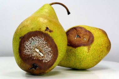 Overripe and rotten pears. Two pears covered with mold. Process of spoiling the fruits. Two pears are starting to rot. Rotten pears, close-up shot photo 2