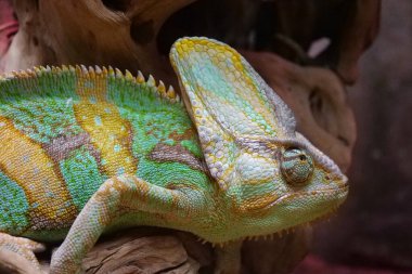 Beautiful chameleon look upwards. Chameleons, family Chamaeleonidae, family of lizards adapted to an arboreal lifestyle. Known for their ability to change body color