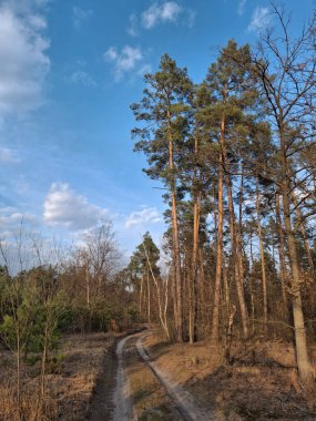 Güzel yay ağacının içinde bir yol. Güzel ormandaki kozalaklı ağaçlar.