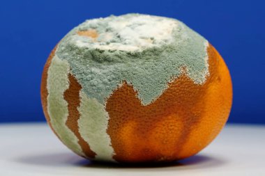 Overripe and rotten mandarin. Rotten tangerine covered with mold. Covered with mold, fungus. Process of spoiling the fruit. Rotting citrus fruit, close-up shot photo on dark blue background