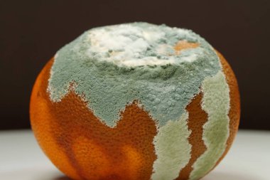 Overripe and rotten mandarin. Rotten tangerine covered with mold. Covered with mold, fungus. Process of spoiling the fruit. Rotting citrus fruit, close-up shot photo on black background