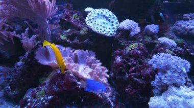 Büyük akvaryumda güzel balıklar yüzer. Akvaryum camından bak. Yavaş Hareket videosu