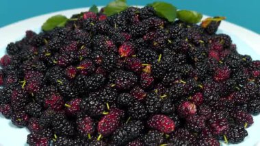 Dut böğürtlenleri mavi tabakta döner. Meyveleri birçok yararlı özelliği olan dut ağacı. Morus, Moraceae ailesinde çiçek açan bitkiler cinsi.