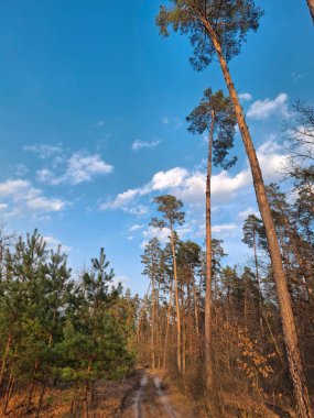 Güzel yay ağacının içinde bir yol. Ormanda büyük kozalaklı ağaçlar