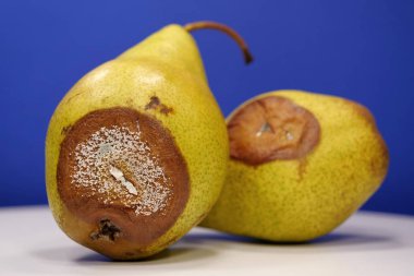 Olgunlaşmış ve çürük armutlar. Küfle kaplı iki armut. Meyveleri bozma süreci. İki armut çürümeye başlıyor. Çürük armutlar, yakın plan fotoğraf.