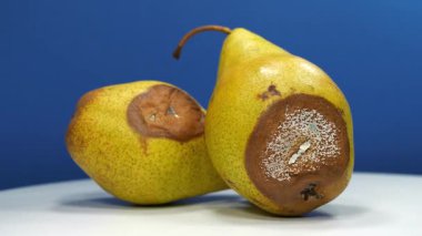 Olgunlaşmış ve çürük armutlar. Küfle kaplı iki armut. Koyu mavi arka planda çürük armutlar