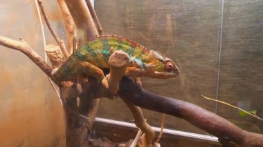 Güzel bukalemun teraryumdaki dallarda sürünür. Vücut renklerini değiştirebilmeleriyle tanınırlar. Yavaş Hareket videosu