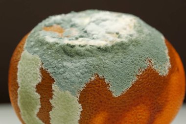 Olgunlaşmamış ve çürük mandalina. Küfle kaplanmış çürük mandalina. Küf ve mantarla kaplı. Meyveyi bozma süreci. Çürüyen narenciye, yakın plan, siyah arkaplan.