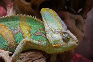 Güzel bukalemun. Vücut renklerini değiştirebilmeleriyle tanınırlar. Bukalemunlar, Chamaeleonidae ailesi, ağaç yaşamına adapte olmuş kertenkele ailesi.