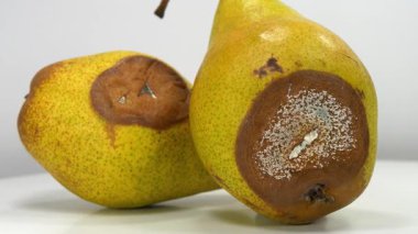 Olgunlaşmış ve çürük armutlar. Küfle kaplı armutlar. Gri arka planda iki çürük armut döner