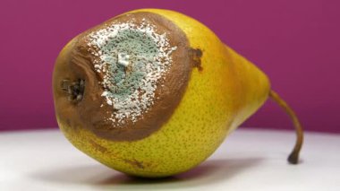 Olgun ve çürük armut, küf ve mantarla kaplı. Bozulan meyvelerin süreci. Çürüyen meyveler. Pembe arka planda küfle kaplı büyük çürük armut.