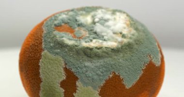 Çürük mandalina. Mandalina küfle kaplı. Çürük narenciye meyvesi gri arka planda döner