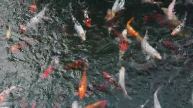 Ağır çekim. Motley Koi, süslü sazanlar gölde suda yüzer.