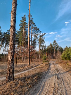 Ormanda kozalaklı ağaçlar, gökyüzü ve bulutlar. Güzel bahar ormanlarında yollar