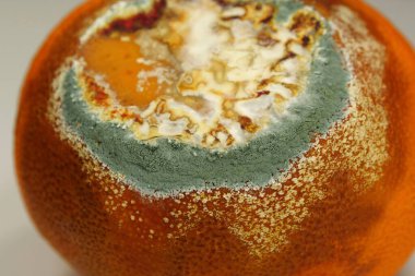 Olgunlaşmamış ve çürük mandalina. Küfle kaplanmış çürük mandalina. Küf ve mantarla kaplı. Meyveyi bozma süreci. Çürüyen turunçgil meyvesi, yakın plan fotoğraf.