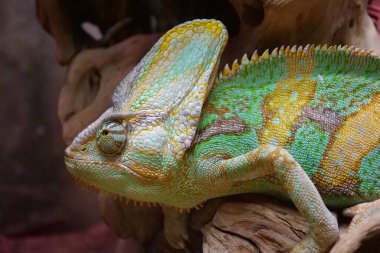 Teraryumdaki çeşitlendirilmiş bukalemun yukarı bakıyor. Vücut renklerini değiştirebilmeleriyle tanınırlar. Bukalemunlar, Chamaeleonidae ailesi, ağaç yaşamına adapte olmuş kertenkele ailesi.