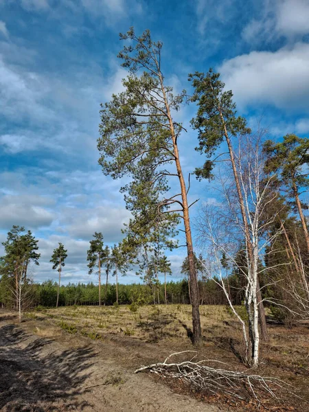 Ormandaki güzel kozalaklı ağaçlar ve bulutlar. Güzel bahar ormanında