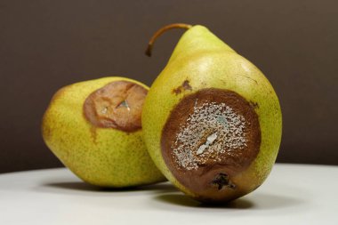 İki armut çürümeye başlıyor. Olgunlaşmış ve çürük armutlar. Küfle kaplı iki armut. Meyveleri bozma süreci. Çürük armutlar